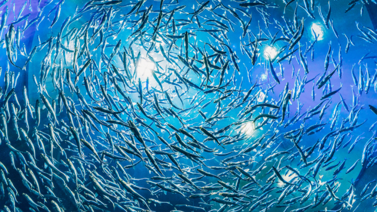 Aquaculture Specialist fish swimming - aquaculture specialist insurance